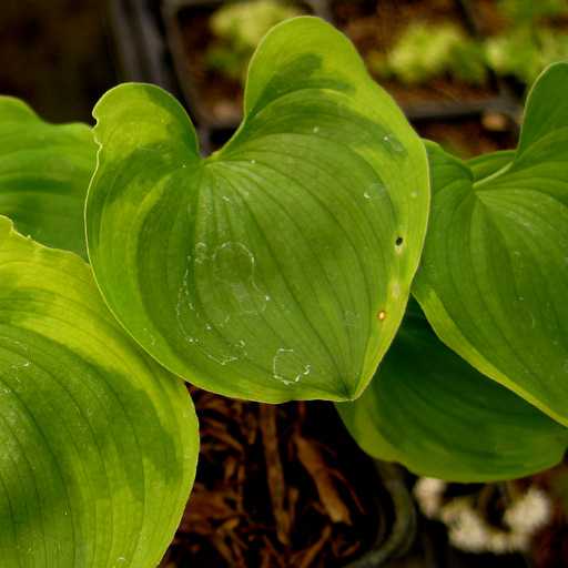 Maianthemum dilatatum 'Baby Moon'